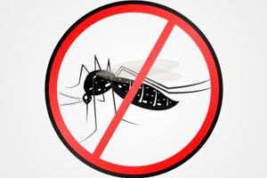 dengue url Chatchai stocker