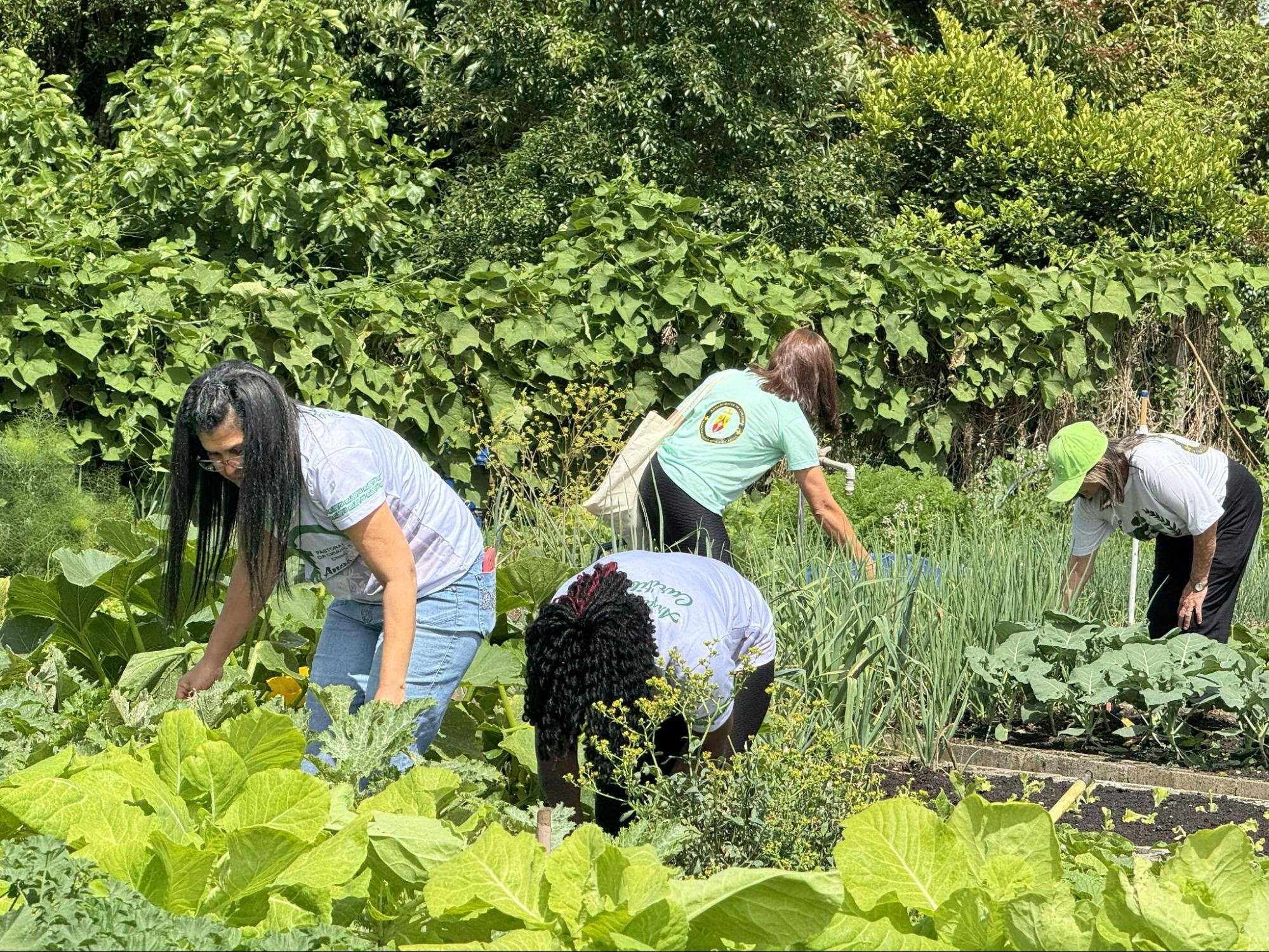 Voluntárias da Pastoral da Criança realizam cultivo e manutenção de horta comunitária